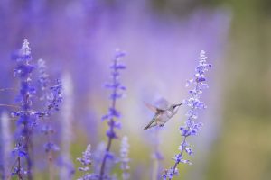 Kolibri